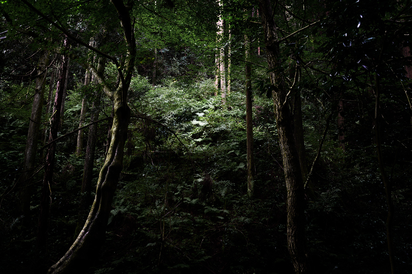 The Japanese Forest