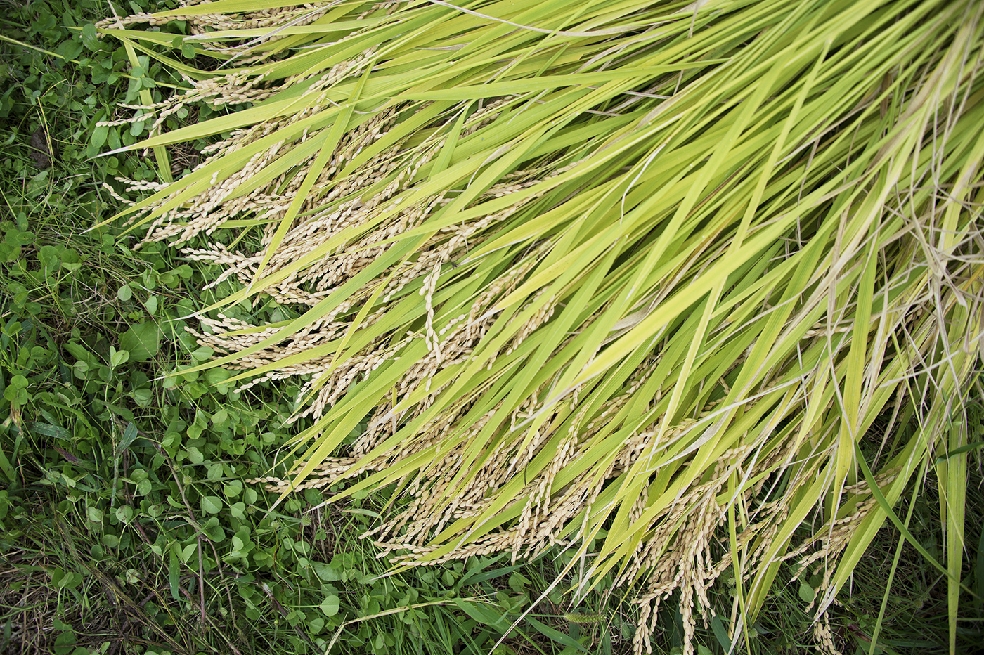 Photo：能登半島 2017