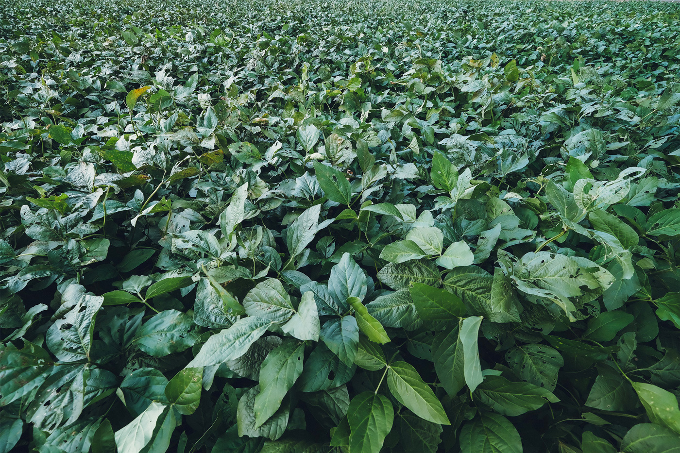 Photo：行田豆吉クラブとさきたまめ