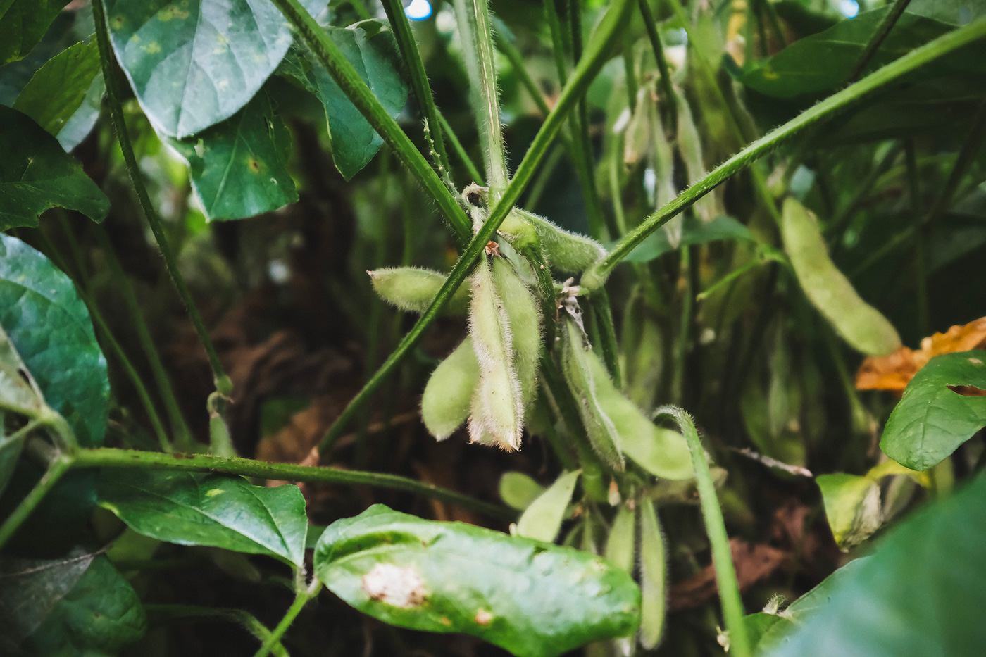 Photo：行田豆吉クラブとさきたまめ